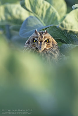 Velduil / Short-eared Owl