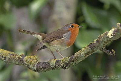 Roodborst / Robin