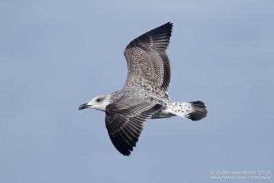 Geelpootmeeuw / Yellow-legged Gull