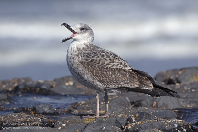 Geelpootmeeuw / Yellow-legged Gull