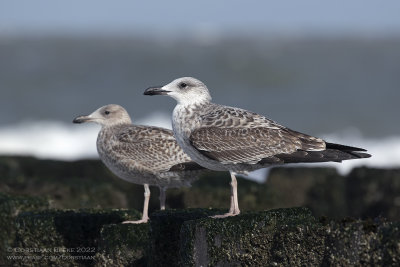 Geelpootmeeuw / Yellow-legged Gull