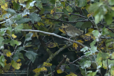 Siberische Boompieper / Olive-backed Pipit