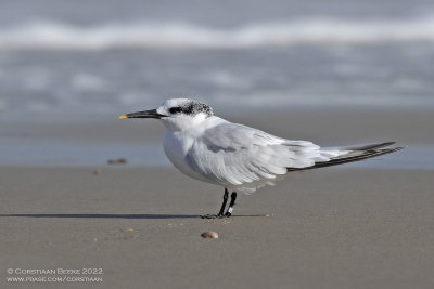 Grote Stern / Sandwich Tern