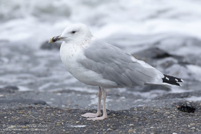 Pontische Meeuw / Caspian Gull