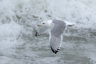 Pontische Meeuw / Caspian Gull