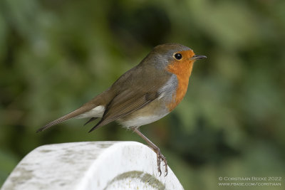 Roodborst / Robin