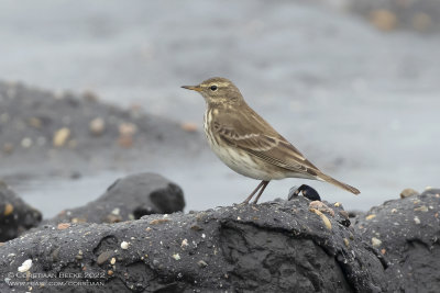 Water Pipit