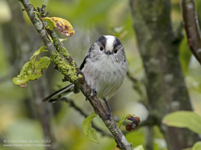 Staartmees / Long-tailed Tit