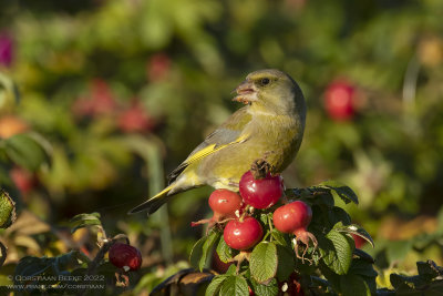 Groenling / Greenfinch