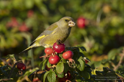 Groenling / Greenfinch