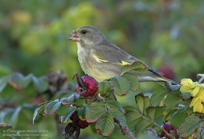 Groenling / Greenfinch