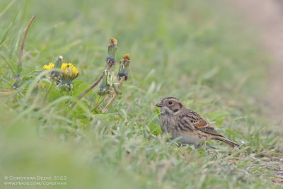 IJsgors / Lapland Bunting