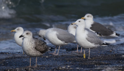 Pontische Meeuw / Caspian Gull