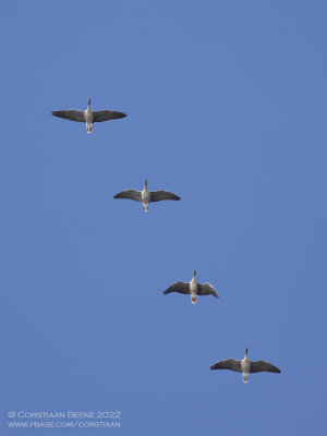Pink-footed Goose