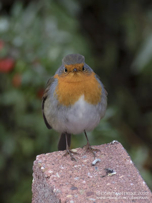 Roodborst / Robin