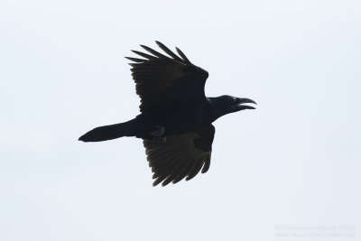 Raaf / Common Raven