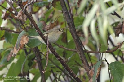 Siberian Chiffchaff