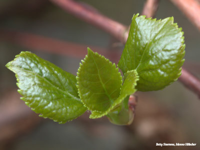 Climbing hydrangea