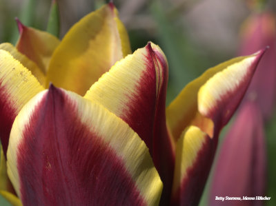 Paars en geel - purple and yellow