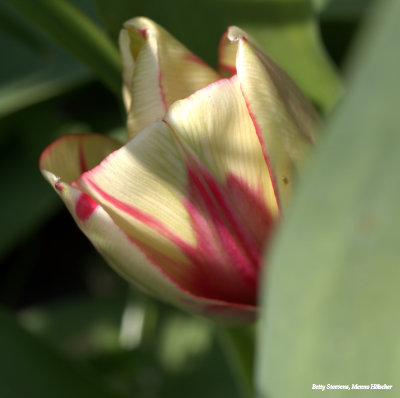 Geel en rood - yellow and red