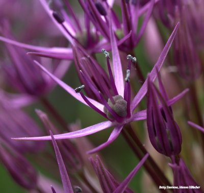 Sierui (allium); een soort met grotere bloemen - detail