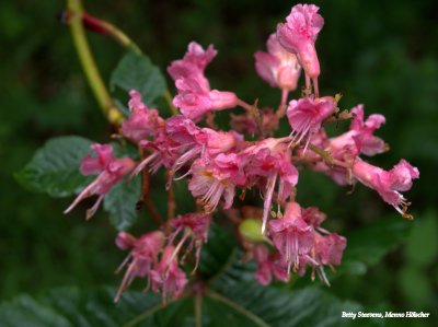 Chestnut tree flowers