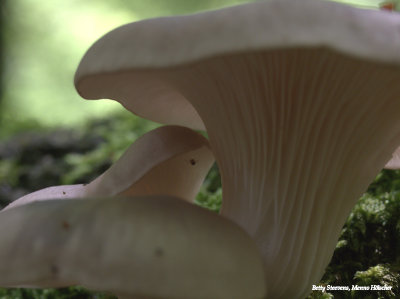 Oyster mushroom, the underside