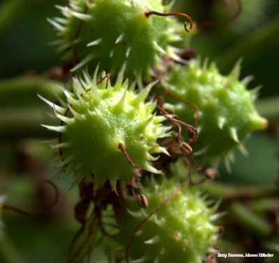 Chestnuts, close-up