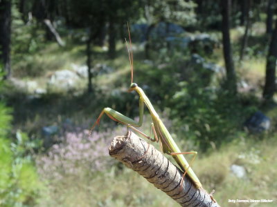 Bidsprinkhaan - Praying Mantis