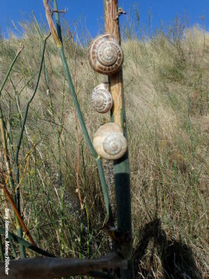Slakken op een venkel - Snails on fennel