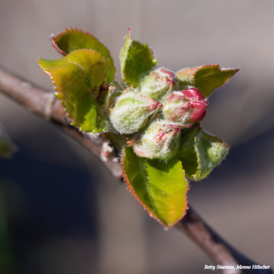 Appelbloesem