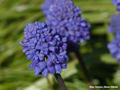 Blauw druifje