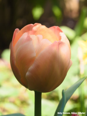 Een bijzonder rose - a special shade of pink