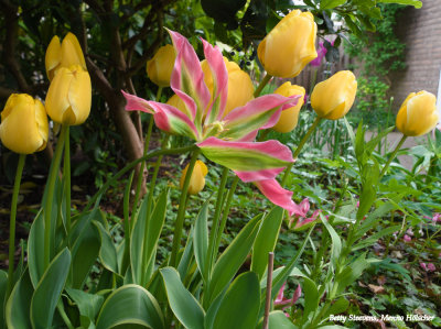 Tulpen