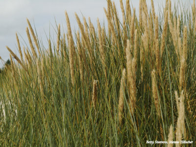 Bloeiend gras -- Grass flowering