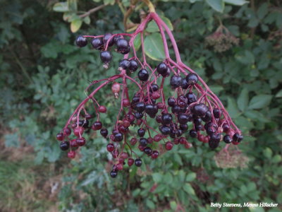 Vlierbessen - Elderflower berries