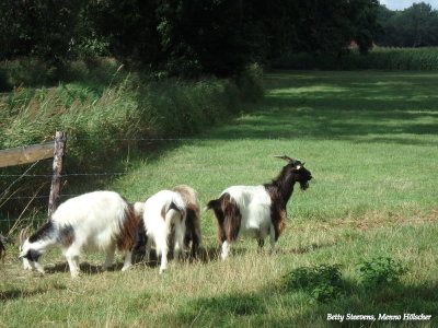 Nederlandse landgeiten - Dutch country goats