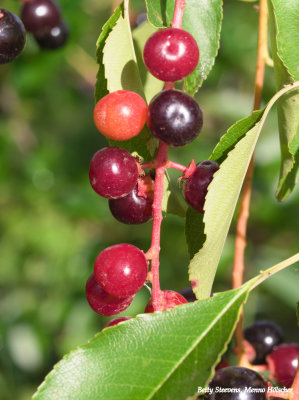 Vlierbessen - Elderflower berries