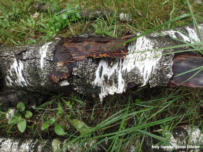 Berkenhout - Birch wood