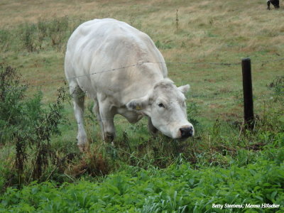 Koe vindt buiten het hek lekkerder - The cow likes the grass outside the meadow better