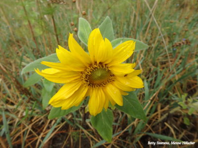 Zonnebloem - Sun flower