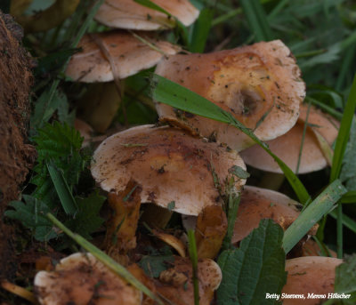 Herfst, paddenstoelen - Autumn, mushrooms