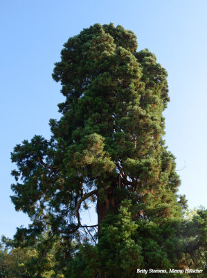 Mammoetboom - Sequoia