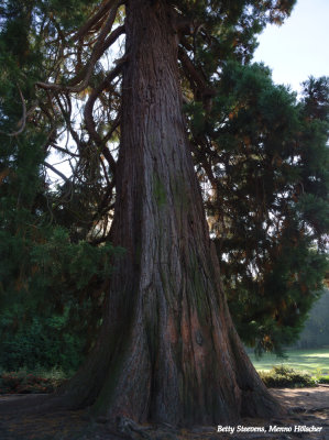 Mammoetboom - Sequoia