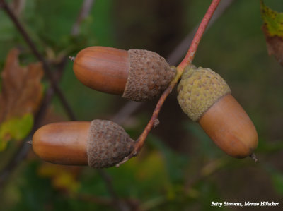 Eikels - Acorn