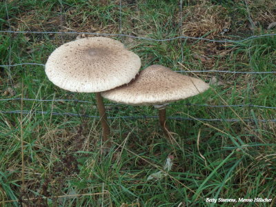 Parasol zwam - Parasol mushroom