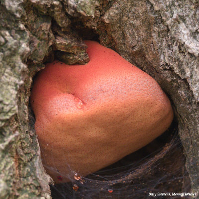 In een eik - in an oak tree