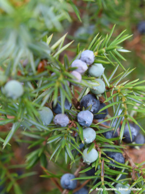 Jeneverbessen - Juniper berries