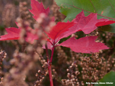 Roodbladige eik - Oak with red leaves
