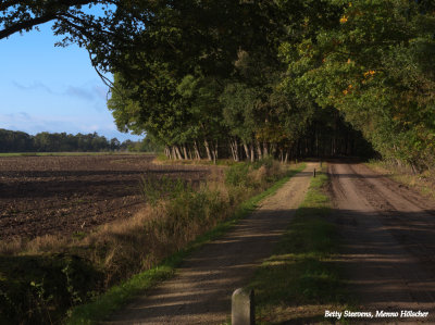 Aan de bosrand - The forest edge